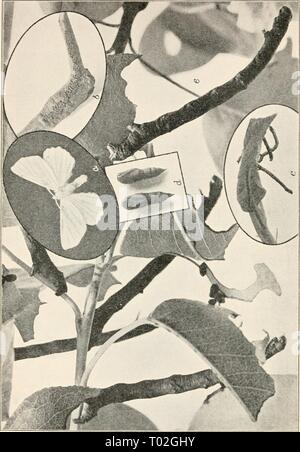 Elementary entomology . elementaryentomo00sand Year: [c1912]  198 Stock Photo