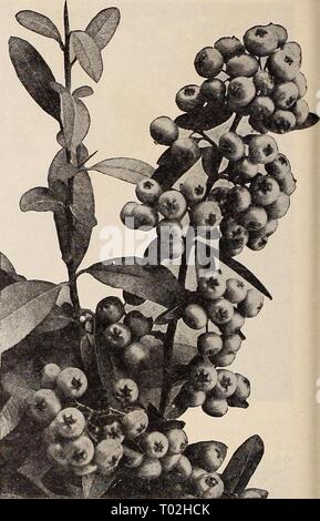 Dreer's garden book 1932 . dreersgardenbook1932henr Year: 1932  Double Flowering Peach Pyracantha (Crataegus) Coccinea Lalandi Pyracantha (Crataegus) Coccinea Lalandi (Firethorn or Evergreen Thorn) There is no other fruiting evergreen Shrub that is so attractive throughout the year as this fiery Thorn and which will succeed in any fairly sunny position, developing into a shapely plant 6 or more feet high; it may be planted either in connection with other Shrubs or as a single specimen or may be trained with wonderful effect against a wall. Its large trusses of white flowers are followed in sum Stock Photo