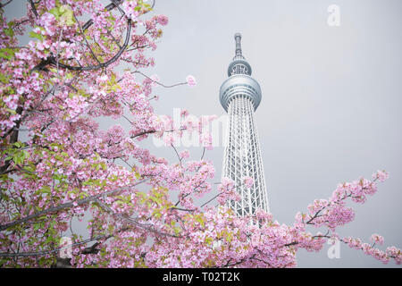 Beijing, China. 16th Mar, 2019. Photo taken on March 16, 2019 shows cherry blossoms near the Tokyo Skytree in Tokyo, Japan. Credit: Du Xiaoyi/Xinhua/Alamy Live News Stock Photo