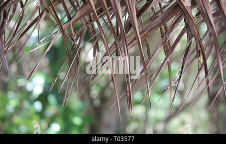 Thatched roof of woven coconut leaves, hanging, with blurred bokeh in the background Stock Photo