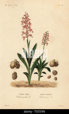 Early purple orchid, Orchis mascula, Orchis male, and green-winged orchid, Anacamptis morio, Orchis morion. Handcoloured steel engraving by Oudet after a botanical illustration by Edouard Maubert from Pierre Oscar Reveil, A. Dupuis, Fr. Gerard and Francois Herincqâ€™s La Regne Vegetal: Flore Medicale, L. Guerin, Paris, 1864-1871. Stock Photo