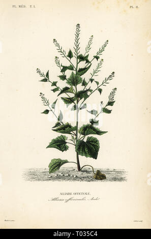 Jack-by-the-hedge or garlic mustard, Alliaria petiolata, Alliaria officinalis, Alliaire officinale. Handcoloured steel engraving by Lebrun after a botanical illustration by Edouard Maubert from Pierre Oscar Reveil, A. Dupuis, Fr. Gerard and Francois Herincq’s La Regne Vegetal: Flore Medicale, L. Guerin, Paris, 1864-1871. Stock Photo