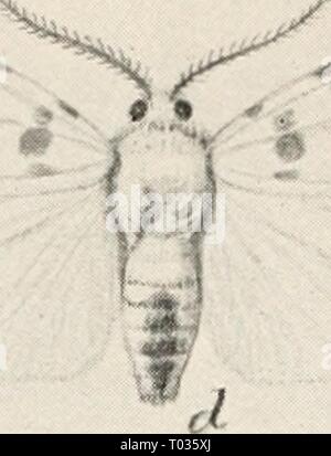Elementary entomology . elementaryentomo00sand Year: [c1912]  208 ELEMENTARY ENTOMOLOGY Stock Photo