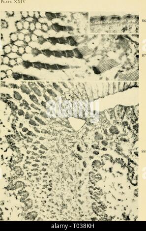 Electron-microscopic structure of protozoa . electronmicrosco00pite ...