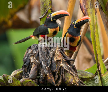 Costa Rica toucan Fiery-billed Aracari in jungle rainforest of Osa Peninsula. Stock Photo