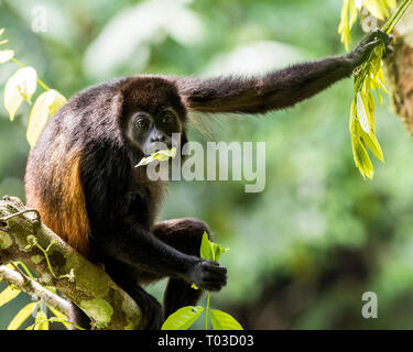 Howler monkey Osa Peninsula Costa Rica eating leaves in tree of rainforest jungle. Stock Photo