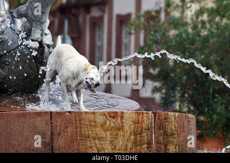 Big white wet dog snaps water jet at the fountain Stock Photo