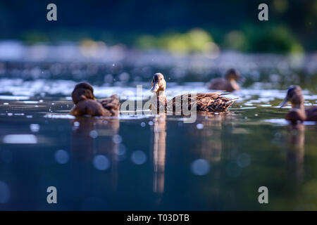 The mallards or wild ducks (Anas platyrhynchos) swimming in water Stock Photo