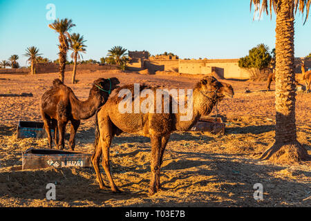 Camels resting in Naturally formed high or tall sand dunes are a phenomenon in Erg Cheebi in the small Saharan town of Merzouga, Morocco, North Africa Stock Photo