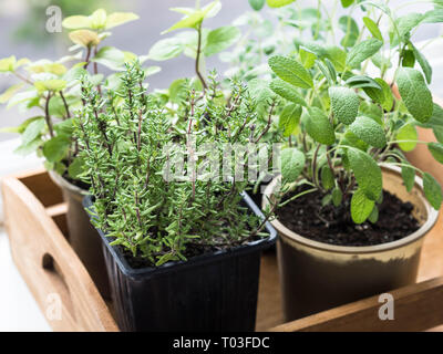 Herbs in pots in wood tray growing on a windowsill. Thyme, mint, sage and oregano Stock Photo