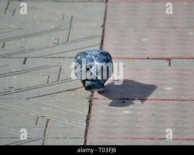 Rock pigeon (dove) on the sidewalk, Columba livia Stock Photo