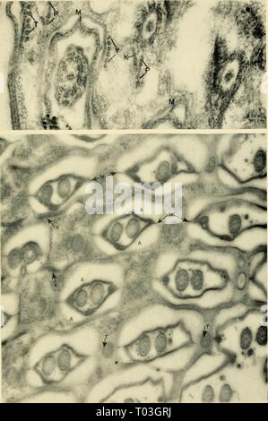 Electron-microscopic structure of protozoa . electronmicrosco00pite Year: 1963  Plate XX    74 75 Stock Photo