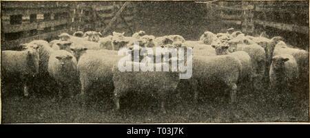 Elementary principles of agriculture : a text book for the common schools . elementaryprinci02ferg Year: 1913  Types and Breeds of Sheep and Goats 221 are usually divided into three classes, according to the length of the wool. The long-wooled breeds are repre- sented by the Lincoln, Leicester and Cotswold, while    Fig. 147. Grand champion car-load of mutton sheep. Chicago International Exposition, 1901. the short-wooled class includes the Southdown, Shrop- shire and Cheviot. The fine-wooled breeds are repre- sented by the Rambouillet or French Merino, and Delaines or Spanish Merino. The fine Stock Photo