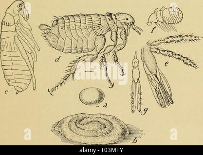 Elementary entomology (1912) Stock Photo