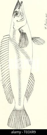 Edible fishes and crustaceans of New South Wales . ediblefishescrus00ogiluoft Year: 1893 Stock Photo