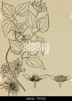 Elementary botany (1898) Stock Photo