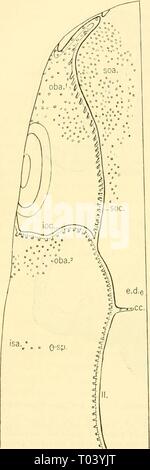 The elasmobranch fishes . elasmobranchfish03dani Year: 1934  260 THE ELASMOBRANCH FISHES Stock Photo