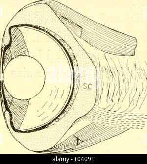 The elasmobranch fishes . elasmobranchfish03dani Year: 1934 Stock Photo