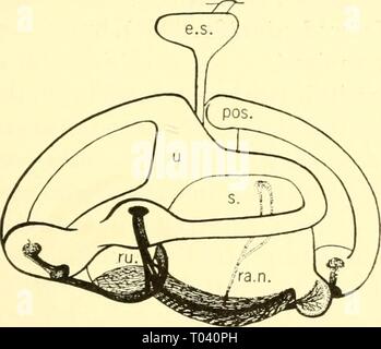 The elasmobranch fishes . elasmobranchfish03dani Year: 1934 Stock Photo