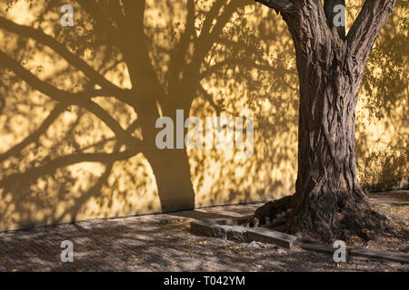 Prague - The shadows of acacias for the wall of Capuchins cloister. Stock Photo