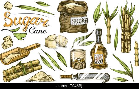 Cane sugar with leaves. Set of Sugarcane plants. Stalks and bottle of rum, Wooden plate spoon, Cubes and juice, Bamboo, signboard inscription Stock Vector