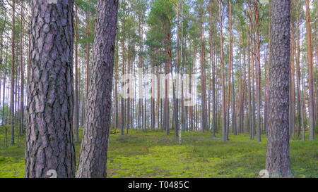 The tall trunk of the trees found in the forest in Piusa the tree looks like the pine trees one of the many in the Nature Reserve in Piusa Stock Photo