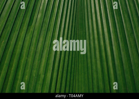 Closeup textured background of exotic green leaf with stripes Stock Photo