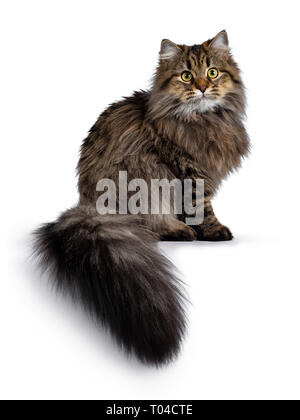 Cute friendly classic tabby Siberian cat kitten with amazing fur, sitting side ways with tail hanging from edge. Looking curious at camera with big ye Stock Photo