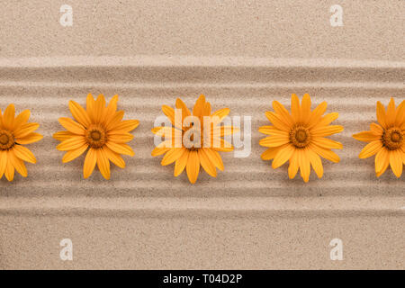 Row of yellow daisies lying on sand lines. Top view Stock Photo