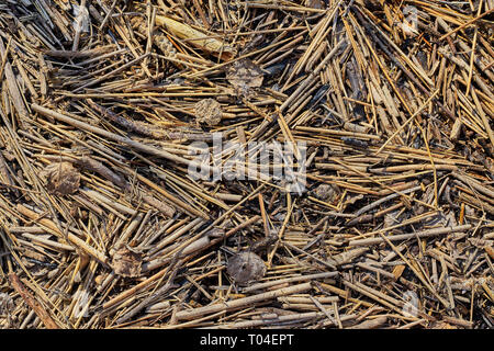 Texture of reeds brought to the edge by the current of a lake Stock Photo