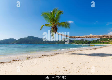 Coco palm over tropical beach in Seychelles. Stock Photo