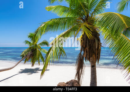 Coconut palms on paradise beach. Stock Photo