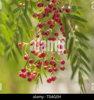 A pink pepper tree with peppercorns called Schinus molle also known as Peruvian pepper tree. Stock Photo