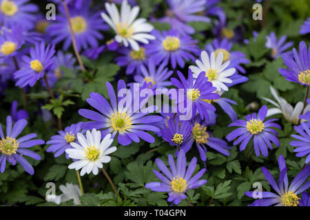 Close up of white and blue winter windflower flowering in March, England, UK Stock Photo