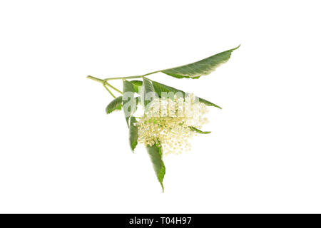 Elderflower blossoms isolated on a white background Stock Photo