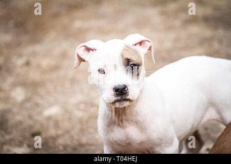 Portrait of a white Bulldog puppy with a fawn eye patch Stock Photo