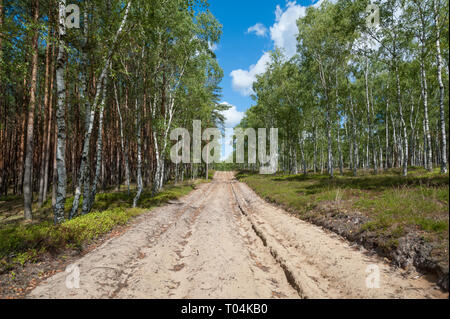 Ploughed-up dirt road in forest serving as an emergency route for authority services in case of fire. Poland. Europe. Stock Photo