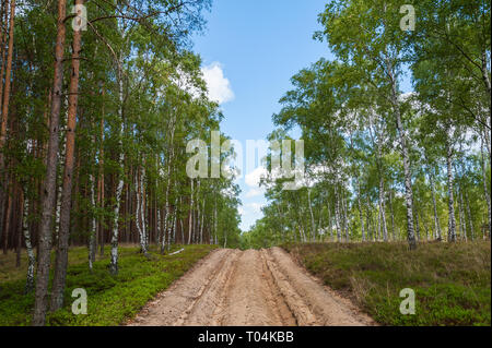 Ploughed-up dirt road in forest serving as an emergency route for authority services in case of fire. Poland. Europe. Stock Photo