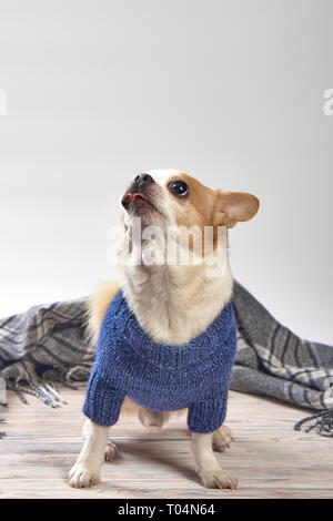 Chihuahua dog breed in a blue sweater on a wooden background