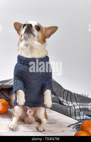 Chihuahua dog breed in a blue sweater on a wooden background Stock Photo