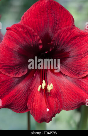 Close up photo of beautiful red velvet amaryllis, Hippeastrum flower. Dark moody background. Stock Photo