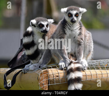 Two ring tailed lemurs enjoying the sunshine on the fence at Tropical Wings Zoo, Chelmsford, Essex, UK. This zoo closed in December 2017. Stock Photo