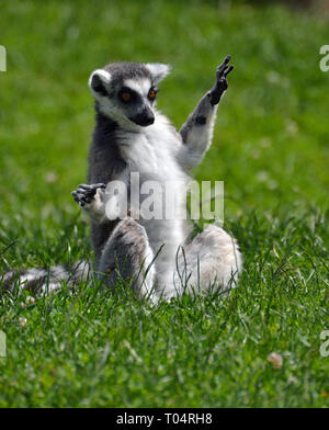 Ring tailed lemur enjoying the sunshine on the lawn at Tropical Wings Zoo, Chelmsford, Essex, UK. This zoo closed in December 2017. Stock Photo