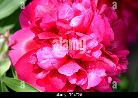 Paeonia Lactiflora Blossom Detail Closeup Portrait  Pink Flower Stock Photo