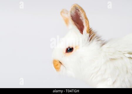 beautiful white rabbit with red ears, Easter, holiday bunny Stock Photo