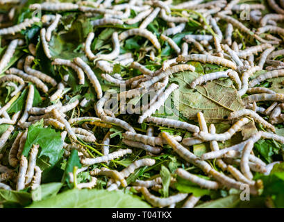 Close up of silkworms, Bombyx mori, feeding on Mulberry leaves, Luang Prabang, Laos, Asia Stock Photo