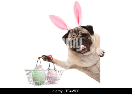 Happy Easter bunny pug dog with bunny teeth and pastel easter eggs in wire metal shopping basket, isolated on white background Stock Photo