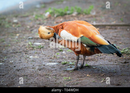 A side-view of a male ruddy shelduck or Brahminy duck or Tadorna ferruginea preening itself and grooming its feathers.