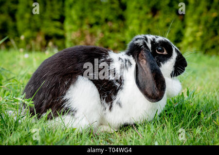 A black and white lop eared domestic bunny rabbit pet in a grass garden or field. Side view Stock Photo
