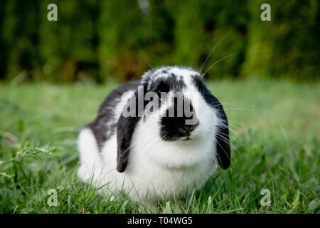 A black and white lop eared domestic bunny rabbit pet in a grass garden or field - front view Stock Photo